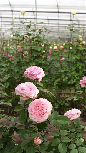 Rosaprima: Cultivating Quality Roses with Precision