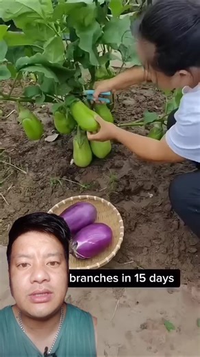 Perfect Way to Harvest Eggplant #farming #gardening #eggplant #harvest #shortsfeed #sorts #vegetable