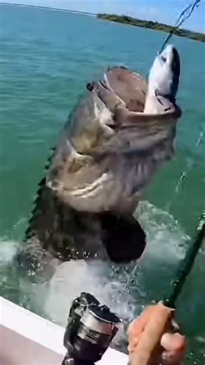 Camera Roll Dump on Instagram: "Goliath Grouper Eats Shark! #fishing"