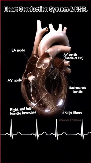 The heart’s electrical highway in action! ⚡ the cardiac conduction system #cardiology