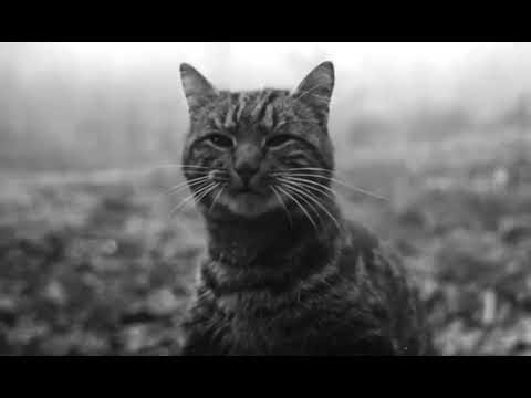 Quicksand Cat Curse!