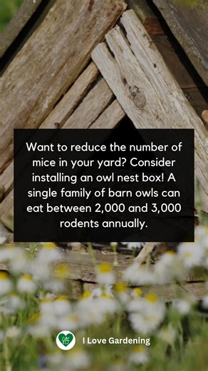 Tired of dealing with mice in your garden? 🦉 Installing an owl nest box could be the solution! A family of barn owls can gobble up to 3,000 rodents a year, keeping your yard naturally pest-free. Nature’s own pest control! 🐭🌿 | I love Gardening