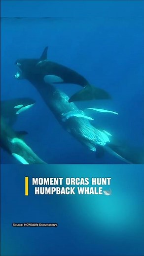 ORCAS VS HUMPBACK: The Ultimate Ocean Ambush! 🌊🐳 #animalfight