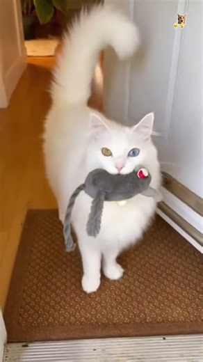 Кошачьи комедии.😻Веселые котики. Коты хулиганы! Невероятные трюки! #кот #хулиган #трюк #смех #short