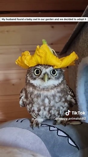 Adopted Baby Owl Found in Garden: Rescue Story & Care Tips