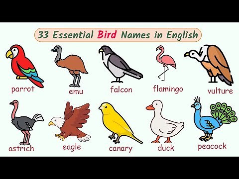 33 Bird Names in English (With Pictures!) 🦚 | learn bird names| vocabulary for birds