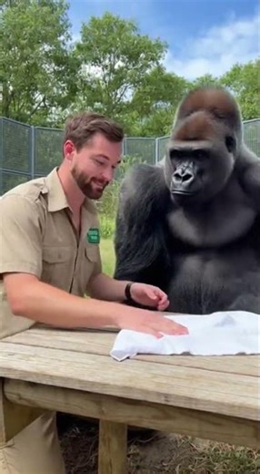 You Can See the Gorilla’s Brain Working 😂