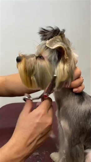 Amazing Yorkie Grooming Transformation: From Fluffy to Glamorous! 🐾🎀