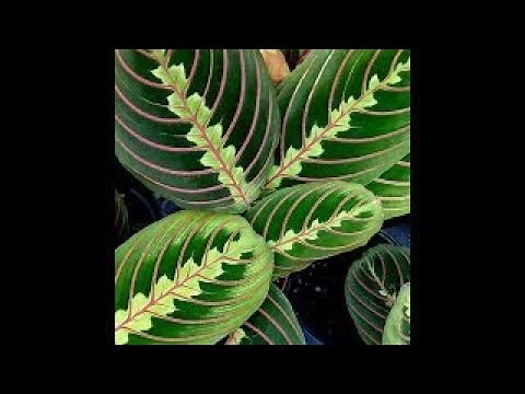 NOVA: The Hidden Power of Plants Nature Documentary