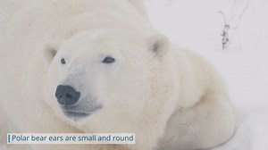 18K views · 1.2K reactions | A polar bear’s body is superbly adapted to the Arctic, right down to its ears and tail. | Polar Bears International | Facebook