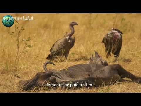 Death Valley Wildlife: Surviving 130°F in the World's Deadliest Desert