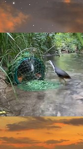 2.4K reactions · 14 shares | Poin di pinggir sungai  || part $0,19 || #amazing #bird #trap #semuaorang #BangDikak | Bang Dikak | Facebook