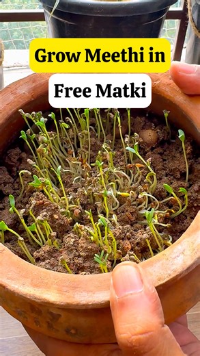 Plants Junkies - Annu & Varun on Instagram: "Part 2 — and this one is all about results. 🌱💚 In Part 1, we reused a clay biryani matki from @biryanibykilo and turned it into a planter. We cleaned the pot, filled it with soil, and sowed methi seeds — keeping it simple and real, just the way home gardening should be. In this video, we’re finally sharing what happened next. From the first tiny sprouts breaking through the soil, to healthy green leaves growing day by day, and finally reaching the s