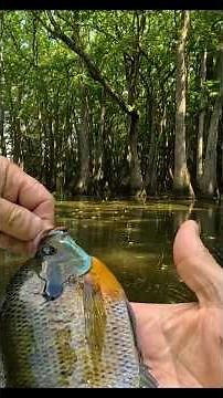 The lure setup we are using to Catch these pretty Bluegills !