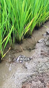 Rice & Crabs: The Genius Farming Hack for Bigger Harvests! 🌾🦀 #SustainableFarming #RiceCrabCoCultivation #EcoFriendlyAgriculture #SmartFarming 🔵👉Copyright Disclaimer : - under Section 107 of the copyright act 1976, allowance is made for fair use for purposes such as criticism, comment, news reporting, scholarship, and research. Fair use is a use permitted by copyright statute that might otherwise be infringing. Non-profit, educational or personal use tips the balance in favour of fair use.. 