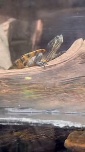 17 reactions | There's so much to discover at the Downtown Denver Aquarium!  | Downtown Aquarium - Denver | Facebook