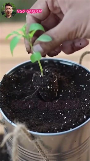 Grow Fresh Chilies in Tin Cans DIY Garden #harvesting #melon #monkey