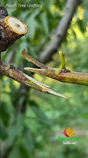 Grow More Peaches! Simple Grafting Method Anyone Can Do.#BackyardGardening