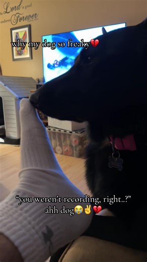 Freaky Dog Moments That Will Make You Smile