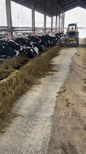 Modern Cow and Goat Farm Ideas for Small-Scale Farming