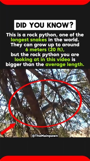 Giant Rock Python Bigger Than Average.