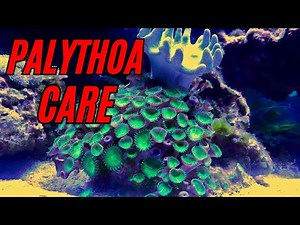 Palythoa coral care and tips
