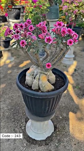 Buy Rare Imported Big Adenium Plant Online 🌱 #adenium #plants #flowers #garden