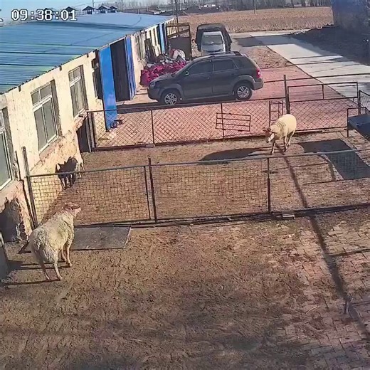Todo parece indicar que una de estas dos ovejas ha desarrollado un mayor nivel de inteligencia…