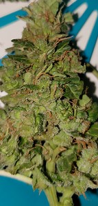 Blackberry Fire | Marijuana Strain Reviews