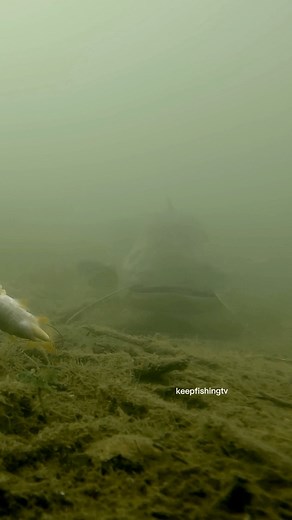 1.5K views | #Catfishing#MonsterCatfish#FishingAdventure#RiverAngling#AnglingWorldwide#FishingAbroad#FishOn#BigFishHunting#TrophyCatch#FishingAddict#AnglersLife#CatchOfTheDay#FishermanTravel#AnglingJourney#ExploreTheOutdoors#GlobalFishing#FishingExpedition#NatureFishing#HookedOnFishing#AnglerExploration | keepfishingtv | Facebook