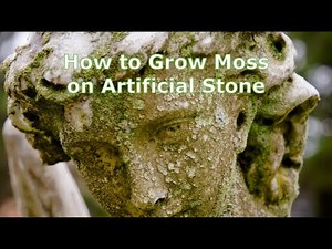💚 How to 𝐆𝐫𝐨𝐰 𝐌𝐨𝐬𝐬 on Stone. Secret Pro Formula 🙂