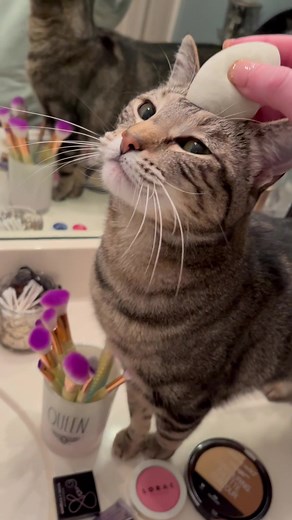 Rutina de maquillaje para gatos: Tutorial fácil