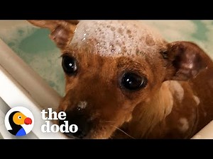 Tiny Scared Dog Loves Her Bubble Baths | The Dodo Foster Diaries