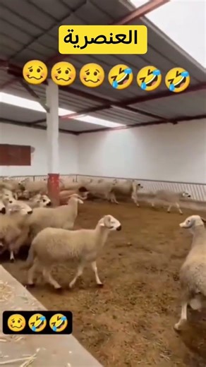 hhhhhhhh. #funny #avec #casa #fyp #explore #maroc