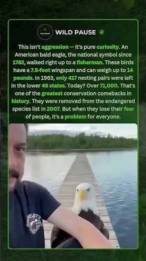 America's Bald Eagle Walked Up to a Fisherman — And It's Not Aggression 🦅😳 #shorts #eagle