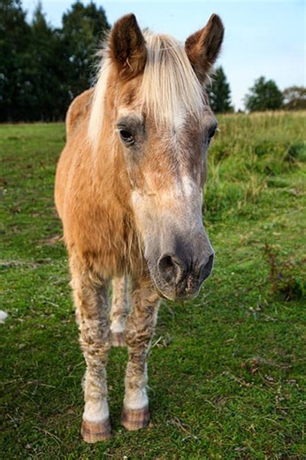 Podcast: Rechecking Horses With PPID