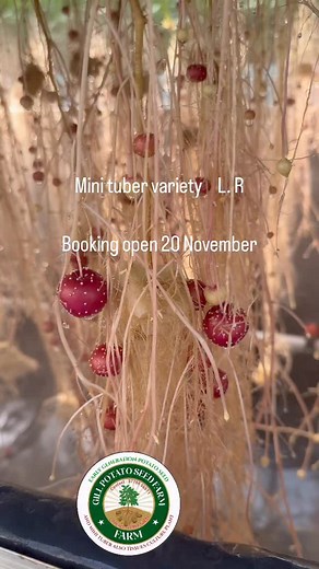 16K views · 1.9K reactions | Variety LR mini tuber. Booking open. 20 November thank you | Karanveer Singh Gill | Facebook