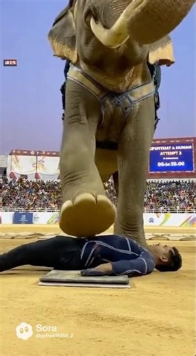 SORA 2 / Big Stomp Challenge #funny #ai #sora #olympics #memes #viralshort #viral