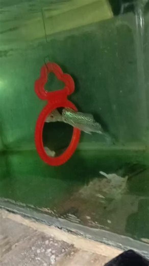 gar fish feeding time gar fish feeding time gar fish feeding time gar fish feeding time gar fish feeding time gar fish feeding time gar fish feedingfy