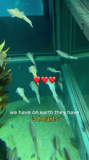 Are These Aliens? 🛸 Bigfin Reef Squid Facts