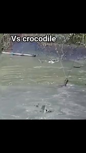 Vs crocodile "Crocodile Time" #สัตว์ป่า #ป่าไม้ #forest #animals #wildlife #park #lion #Elephant #crocodile #จระเข้ #แอฟริกา #africa #Uganda #Indonesia #Amazon 🥲🥲😂😂🧐🧐 🔥🔥🔥🔥 | Sasbig TV