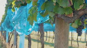 Vineyard with dark grape covered by blue bird protection net. Netting protecting of wine crop at farm. Bird-pecked grapes under net in winery before harvest. Bunches of ripe purple vine growing in row