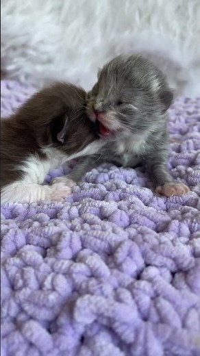 Two cute newborn kittens