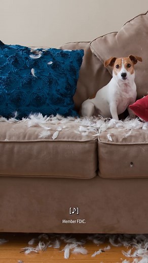 Fargo® helps you track your spending month over month across your eligible Wells Fargo accounts, so you can make sure you have money set aside the next time a “furrnado” strikes. Check out Fargo. https://on.wf.com/6181cNNqf | Wells Fargo