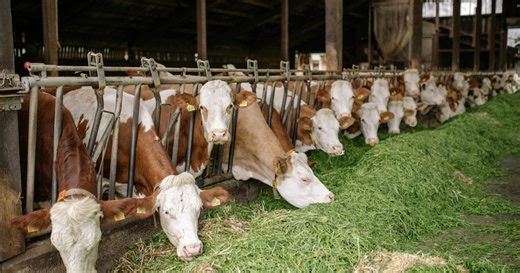 Impressive back-scratching technique forces scientists to reassess intelligence of a cow