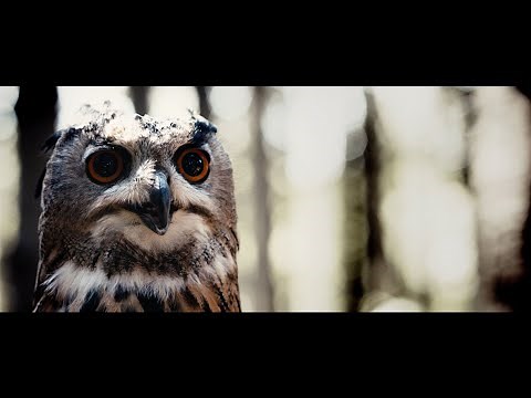 James Brian - The O'Reillys and the Paddyhats [Official Video]
