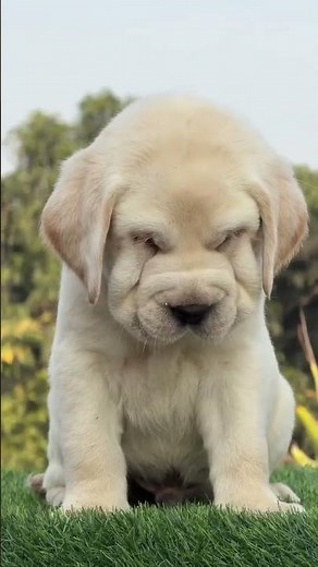 ##fannydog #doglove #puppy #labrador #pets #cute #cutepet #labrador #viralvideo #subscribe #youtube