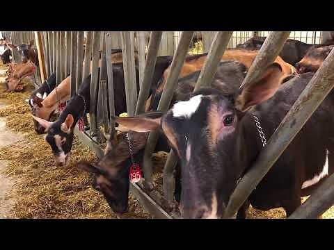 Key points in goat nutrition