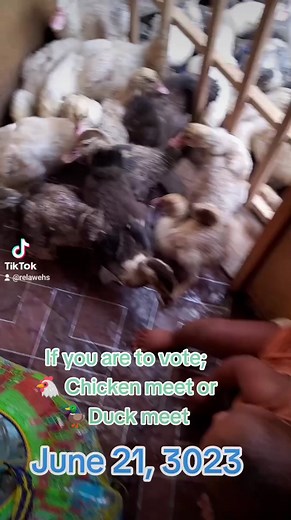 8.9K views · 30 reactions | Vote, Duck meet Vs Chicken meet | Revelyn Wehreh | Facebook