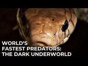 World's Fastest Predators | Episode 6: The Dark Underworld | Free Documentary Nature